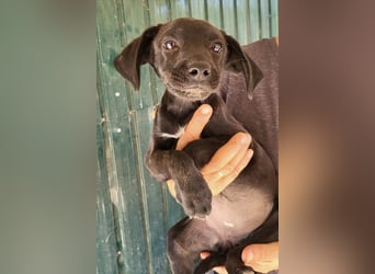 Kleine ♥ Ava ♥ süße schmusige freundliche Welpenschnute