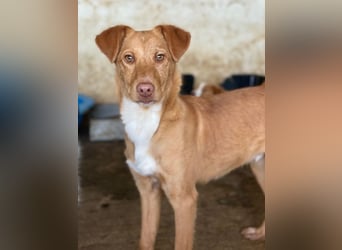 Novis, geb. ca. 09/2025, lebt in GRIECHENLAND, auf einer privaten Pflegestelle