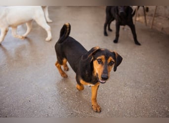 Jungrüde ♥ Faelan ♥ goldiger Schatz