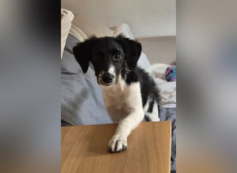 Süße ♥Suki♥ wartet bereits in 32130 Enger auf ihre Für-Immer-Menschen