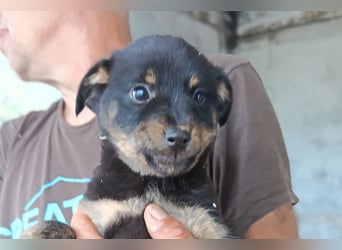 Liebe Babsi ❤️ kleine, süße Schmusemaus!