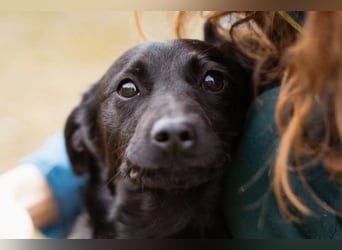 Jungrüde Romy sucht sein Lebensglück