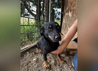 YARINA❤️zarte Hundedame: Lieb. Klug. Lernwillig.