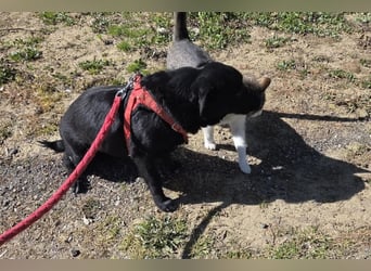 Lucy ❤️ kleine, verschmuste + katzenverträgl. Zuckerschnute