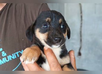 Elke ❤️ verspieltes, liebes Hundemädchen