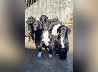 Monty - neugieriger, so lieber kleinerbleibender Hundebub