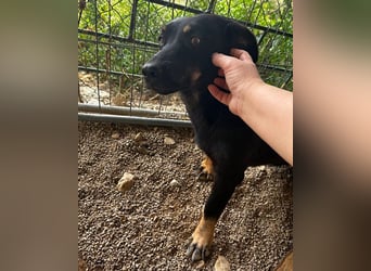 YARINA❤️zarte Hundedame: Lieb. Klug. Lernwillig.