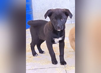 süße LIA❤️kleines Energiebündel sucht ein Für-Immer-Körbchen