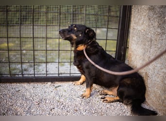 YARINA❤️zarte Hundedame: Lieb. Klug. Lernwillig.