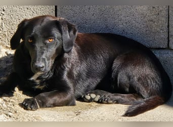 Cassia ♥️ liebe, sensible Fellnase sucht Sicherheit