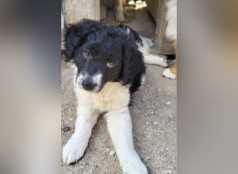Süße ♥Suki♥ wartet bereits in 32130 Enger auf ihre Für-Immer-Menschen