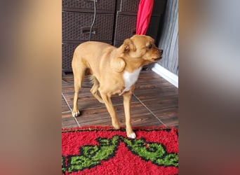 Liebste ♥Luna♥ klein, fein und stubenrein