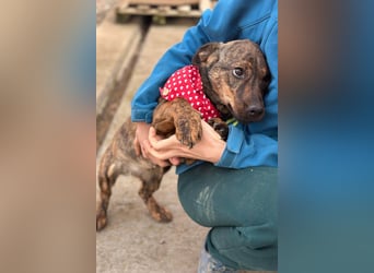 BEA❤️zauberhafte Welpen-Knutschkugel sucht ein liebevolles Zuhause