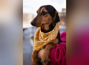 Jungrüde ♥ Faelan ♥ goldiger Schatz