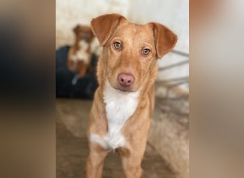 Novis, geb. ca. 09/2025, lebt in GRIECHENLAND, auf einer privaten Pflegestelle