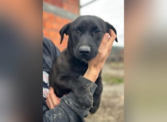 STEFAN❤️entzückender, schüchterner Jungrüde auf Körbchensuche