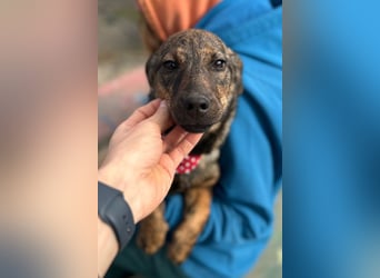 BEA❤️zauberhafte Welpen-Knutschkugel sucht ein liebevolles Zuhause