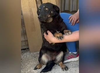 YARINA❤️zarte Hundedame: Lieb. Klug. Lernwillig.