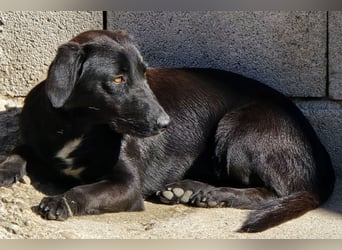 Cassia ♥️ liebe, sensible Fellnase sucht Sicherheit