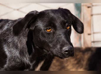 Cassia ♥️ liebe, sensible Fellnase sucht Sicherheit