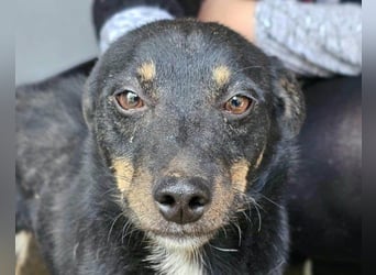 Rio ❤️ freundlicher Herzenshund sucht Familie!