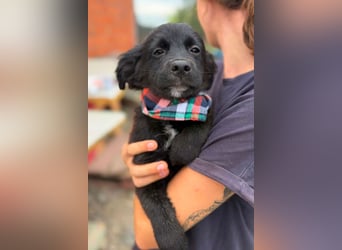 MIRO❤️zuckersüßer Kuschelkönig sucht sein Für-Immer-Körbchen