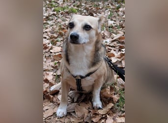 Sanfte ♥ Mirna ♥ in 67663 Kaiserslautern