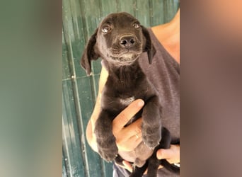Welpenbub ♥ Spunky ♥ liebenswertes Familienmitglied auf 4 Pfoten