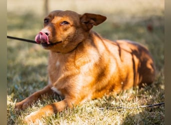 Sanfte SIMBA❤️eine liebevolle Seele - gerettet und bereit fürs Glück!