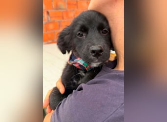 MIRO❤️zuckersüßer Kuschelkönig sucht sein Für-Immer-Körbchen