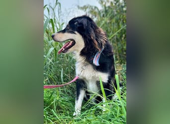 Lucy ❤️ offene, neugierige Hundedame