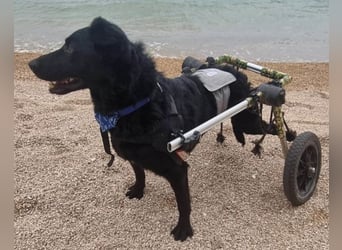 Floyd ❤️ liebenswerter, tapferer Kämpfer