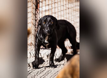 Cassia ♥️ liebe, sensible Fellnase sucht Sicherheit