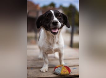 Kleine, feine ♥Jupi♥ zarte, bezaubernde Junghündin