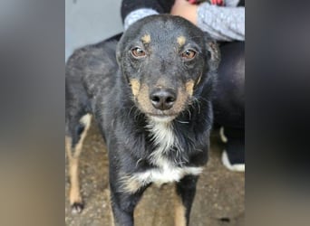 Rio ❤️ freundlicher Herzenshund sucht Familie!