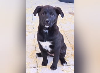 süße LIA❤️kleines Energiebündel sucht ein Für-Immer-Körbchen