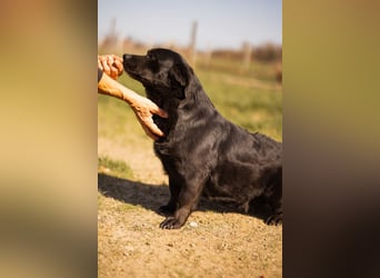 Süße OldLady ♥ Merry ♥ fröhliche, freundliche Hundedame