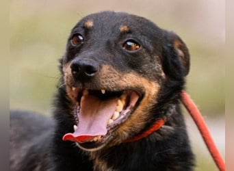 Rio ❤️ freundlicher Herzenshund sucht Familie!