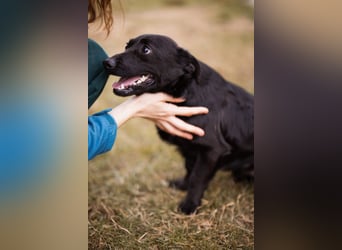 Jungrüde Romy sucht sein Lebensglück