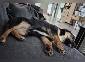 Elke ❤️ wartet bereits in 45259 Essen auf deinen Besuch