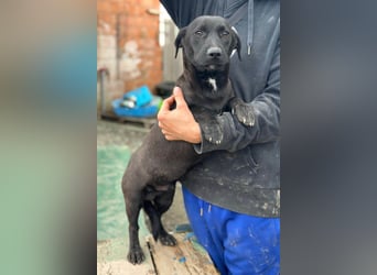 STEFAN❤️entzückender, schüchterner Jungrüde auf Körbchensuche