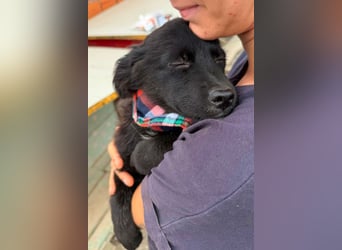 MIRO❤️zuckersüßer Kuschelkönig sucht sein Für-Immer-Körbchen