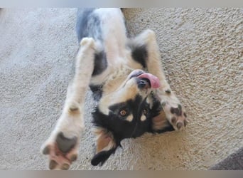 Lucy ❤️ offene, neugierige Hundedame