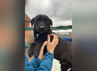 STEFAN❤️entzückender, schüchterner Jungrüde auf Körbchensuche