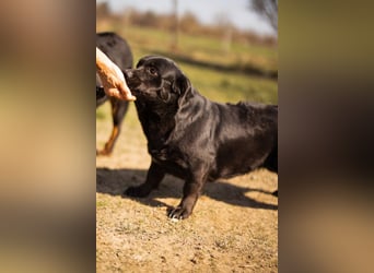 Süße OldLady ♥ Merry ♥ fröhliche, freundliche Hundedame