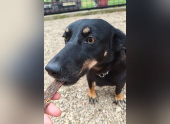 YARINA❤️zarte, entzückende kleine Hundedame: Lieb. Klug. Lernwillig.