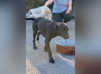 Monty - neugieriger, so lieber kleinerbleibender Hundebub