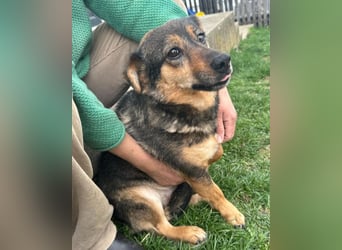 KENAI❤️kleine Kämpferin mit großem Herz & katzenverträglich