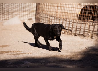 Cassia ♥️ liebe, sensible Fellnase sucht Sicherheit