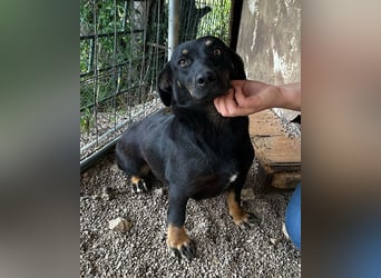 YARINA❤️zarte Hundedame: Lieb. Klug. Lernwillig.